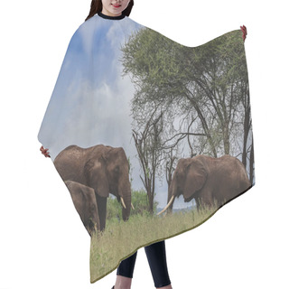 Personality  Group Of Elephants Standing Near Trees In Savanna  Hair Cutting Cape