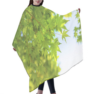 Personality  Fresh Green Of Maple In Japan Hair Cutting Cape