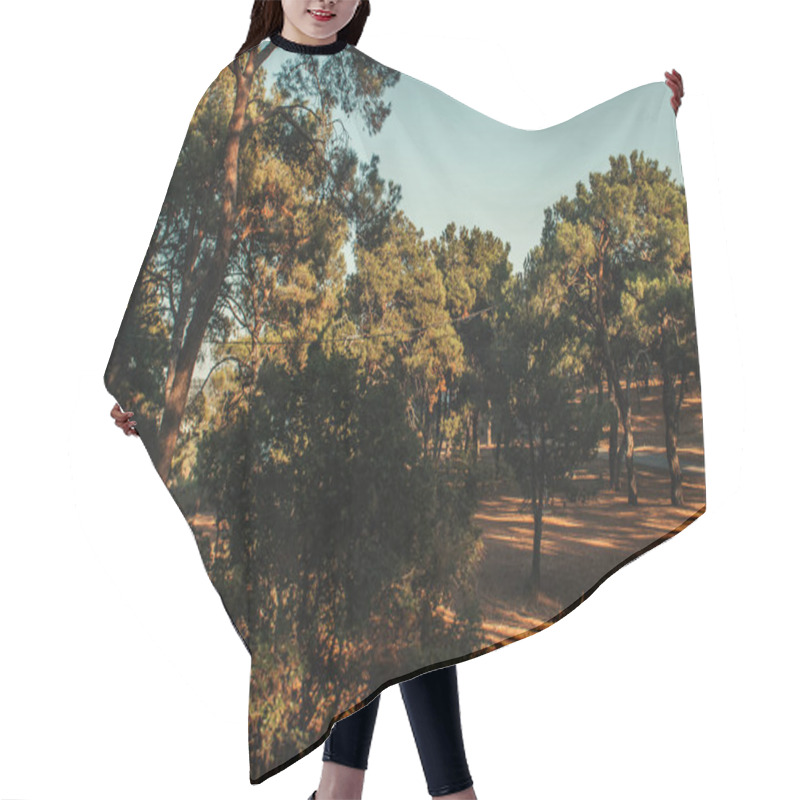 Personality  high pine trees against blue sky in sunny weather hair cutting cape