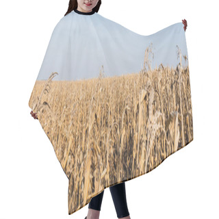 Personality  Panoramic Crop Of Corn Field With With Dry Leaves Against Blue Sky  Hair Cutting Cape