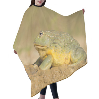 Personality  African Bullfrog In The Mud Hair Cutting Cape