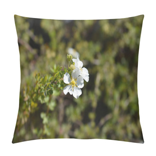 Personality  Shrubby Cinquefoil White Flower - Latin Name - Potentilla Fruticosa Abbotswood Pillow Covers