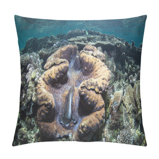 Personality  Colorful Giant Clam Pillow Covers