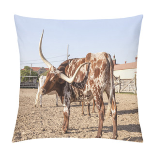 Personality  Young Texas Longhorn Steer Pillow Covers