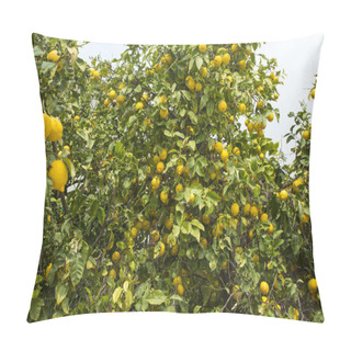 Personality  Lemon Tree Pillow Covers