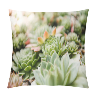 Personality  Close-up Shot Of Blossoming Sempervivum Plants Pillow Covers