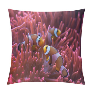 Personality  Ocellaris Clownfish (Amphiprion Ocellaris). Pillow Covers