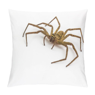 Personality  Large House Spider. Pillow Covers