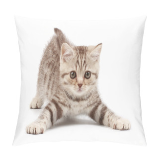 Personality  Kitten Pillow Covers