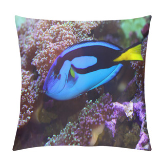 Personality  Blue Tang Fish Pillow Covers