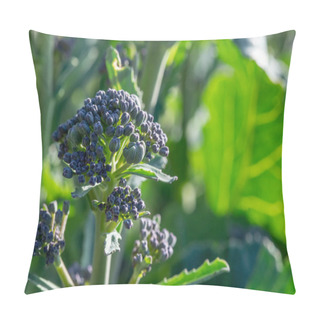 Personality  Gardening Background Featuring Purple Sprouting Broccoli With Shallow Depth Of Field Vibrant Green Backdrop  To The Right For A Copy Space Pillow Covers