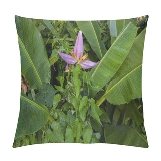 Personality  Banana Tree Pink Blossom Flower With Small Young Bananas  Pillow Covers
