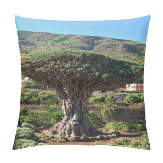 Personality  Dragon Tree In Icod De Los Vinos Pillow Covers