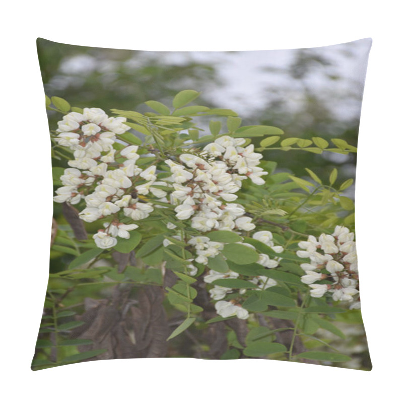 Personality  Acacia flowers with leaves and brown pods with seeds pillow covers