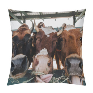 Personality  Close Up Portrait Of Beautiful Domestic Cows Eating Hay In Barn At Farm  Pillow Covers