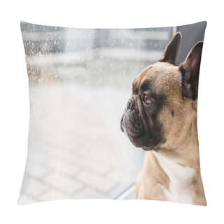 Personality  Dog Looking At Window Pillow Covers