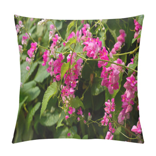 Personality  Mexican Creeper, Chain Of Love Flower, Coral Vine. Pillow Covers