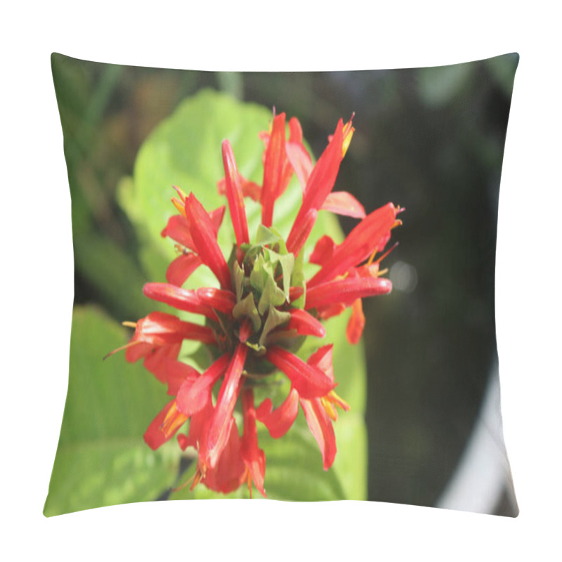 Personality  macro closeup from indian paintbrush, castilleja indivisa, a star shaped red yellow blossom in high angle view, with green black blurred background pillow covers