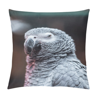Personality  Close Up View Of Vivid Grey Fluffy Parrot With Big Beak Pillow Covers