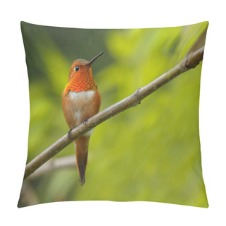 Personality  Rufous Hummingbird Male  On Tree  Pillow Covers