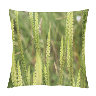 Personality  Reseda Luteola, Known As Dyer's Rocket, Dyer's Weed, Weld, Woold, And Yellow Weed Pillow Covers