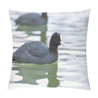 Personality  Swimming Coots (Fulica Atra) Close Up Eurasian Coots Pillow Covers