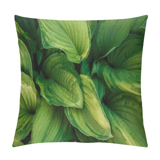 Personality  Green Foliage Wallpaper, Background. Green Leaves Close Up View. Hosta Leaves.  Pillow Covers