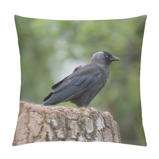 Personality  Aberdeen University King' Pillow Covers