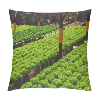 Personality  Rows Of Fresh Green Lettuce Growing At Indoors Plantation Pillow Covers
