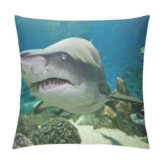 Personality  Ragged Tooth Shark In An Aquarium Pillow Covers