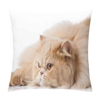 Personality  Persian Cat Isolated On White. Persian Cat Portrait Pillow Covers