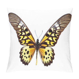 Personality  Giant African Swallowtail Pillow Covers