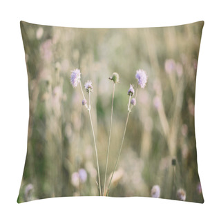 Personality  Beautiful Knautia Arvensis Wildflowers In Sunny Meadow On Hills  Pillow Covers