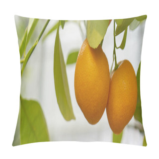 Personality  Ripe Orange Tangerines On Branches Pillow Covers