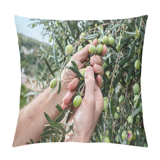 Personality  Close-up Of The Hands Of A Caucasian Olive Grower As He Collects Olives From The Branches Of The Tree. Traditional Agriculture. Old Jobs. Pillow Covers