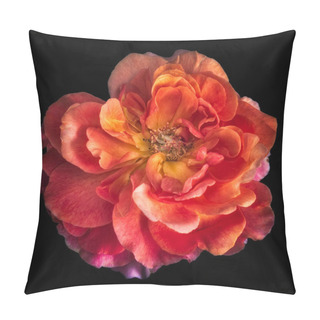 Personality  Colorful Fine Art Still Life Floral Macro Flower Image Of A Single Isolated Bright Glowing Wide Open Rose Blossom, Black Background,detailed Texture, Surrealistic Vintage Fantasy Painting Style  Pillow Covers