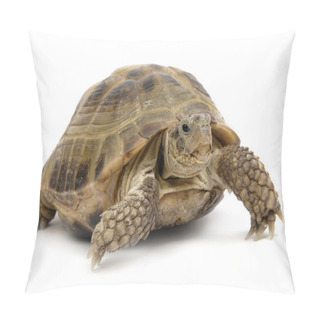 Personality  Turtle2 Pillow Covers