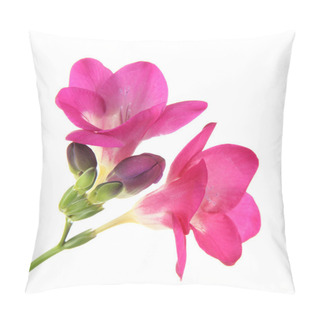 Personality  Pink Freesia Flower, Isolated On White Pillow Covers