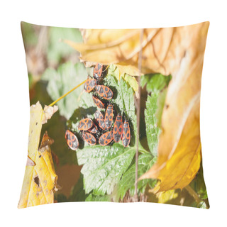 Personality  Pyrrhocoris Apterus Insect In Autumn Garden Pillow Covers