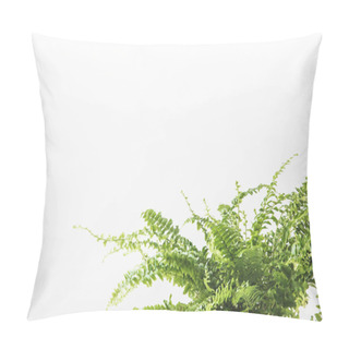 Personality  Close-up View Of Beautiful Green Fern Houseplant Isolated On White Pillow Covers