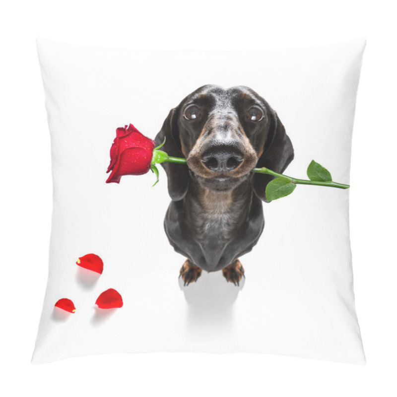 Personality  dachshund  sausage dog  in love for happy valentines day with  rose flower in  mouth , isaolated on white background petals flying around in air pillow covers