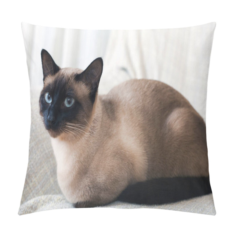 Personality  nice young cat sitting on   light sofa pillow covers