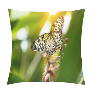Personality  Beautiful Butterfly Paper Kite, Idea Leuconoe In Tropical Forest Pillow Covers