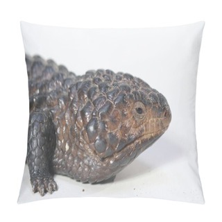 Personality  Shingle Back Lizard Or Tiliqua Rugosa, Or Bobtail Lizard, Is A Short-tailed, Slow-moving Species Of Blue-tongued Skink (genus Tiliqua) Endemic To Australia. Pillow Covers