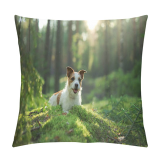 Personality  Dog In The Forest. Jack Russell Terrier Is Lying On The Moss. Tracking In Nature. Pet Resting Pillow Covers