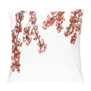 Personality  Red Peacock Flowers On A White Background. Pillow Covers