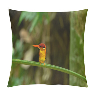 Personality  The Eastern Pygmy Kingfisher, Also Known As The Black-backed Kingfisher Or Three-toed Kingfisher, Is A Pocket-sized Bird In The Family Alcedinidae. Pillow Covers