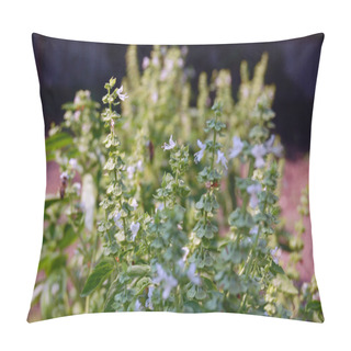 Personality  Fresh Basil In The Garden Pillow Covers