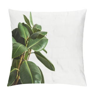 Personality  Rubber Fig Ficus Elastica Plant With Green Leaves By White Wall Pillow Covers