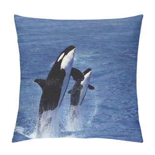Personality  Killer Whale, Orcinus Orca, Female With Calf Breaching   Pillow Covers